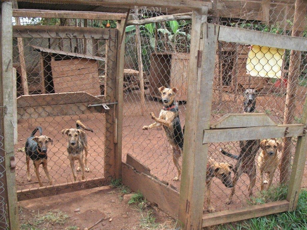 Aim to raise funds to build a shelter for homeless dogs.